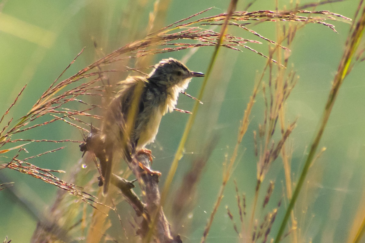 Jungle Prinia - ML647542922