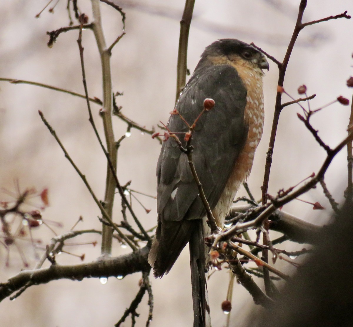 Sharp-shinned Hawk - ML647542923