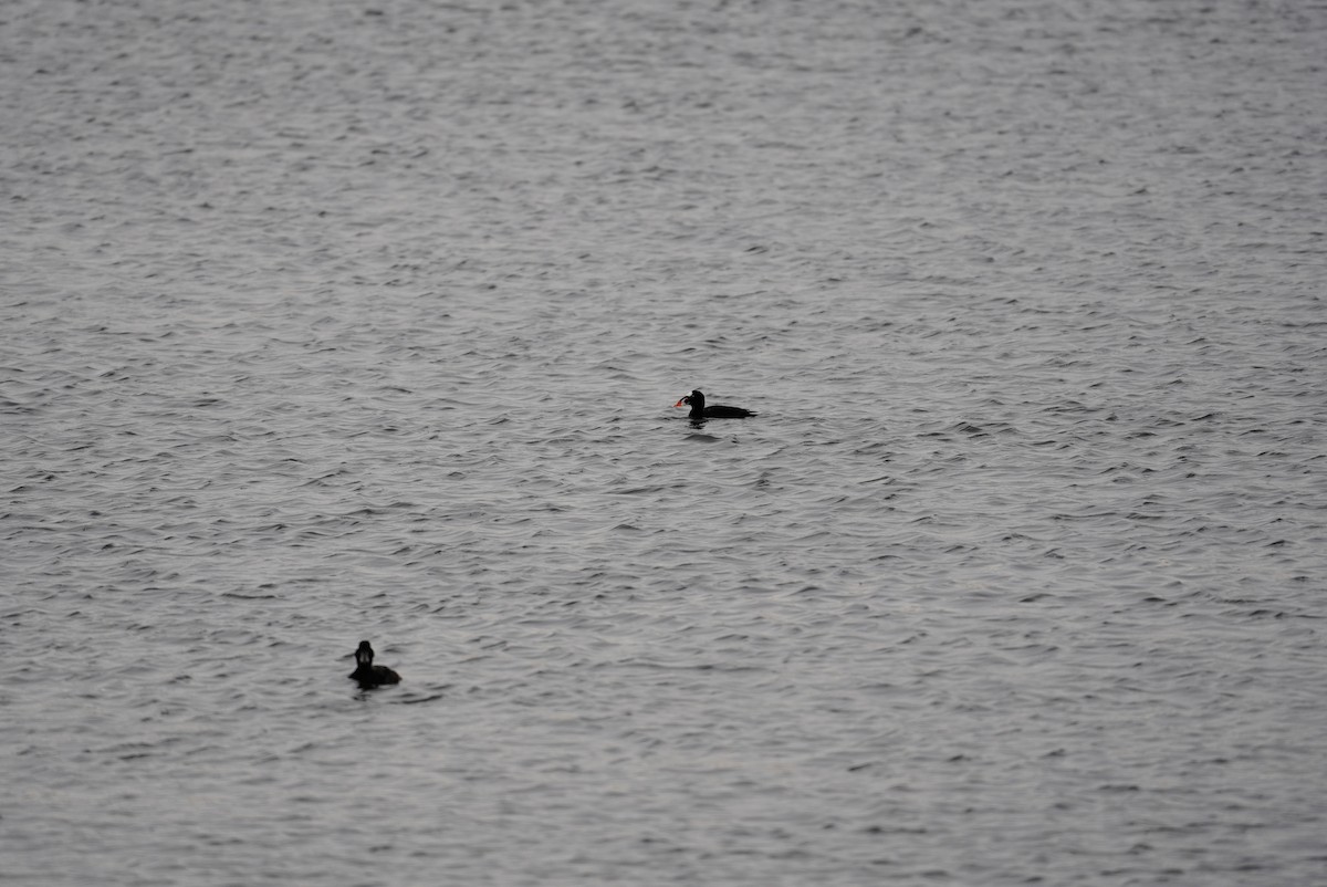 Surf Scoter - ML647542924