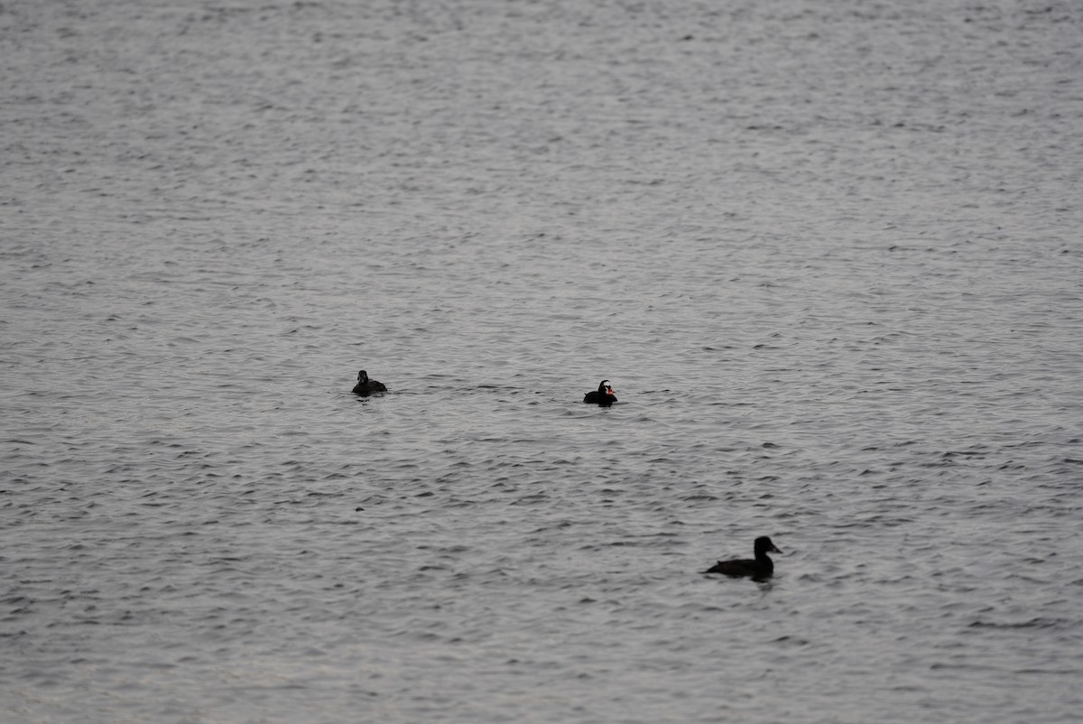 Surf Scoter - ML647542925