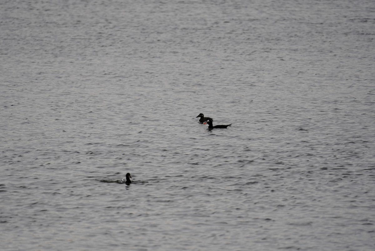 Surf Scoter - ML647542926