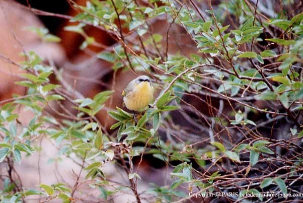 Gray-headed Honeyeater - ML647542927