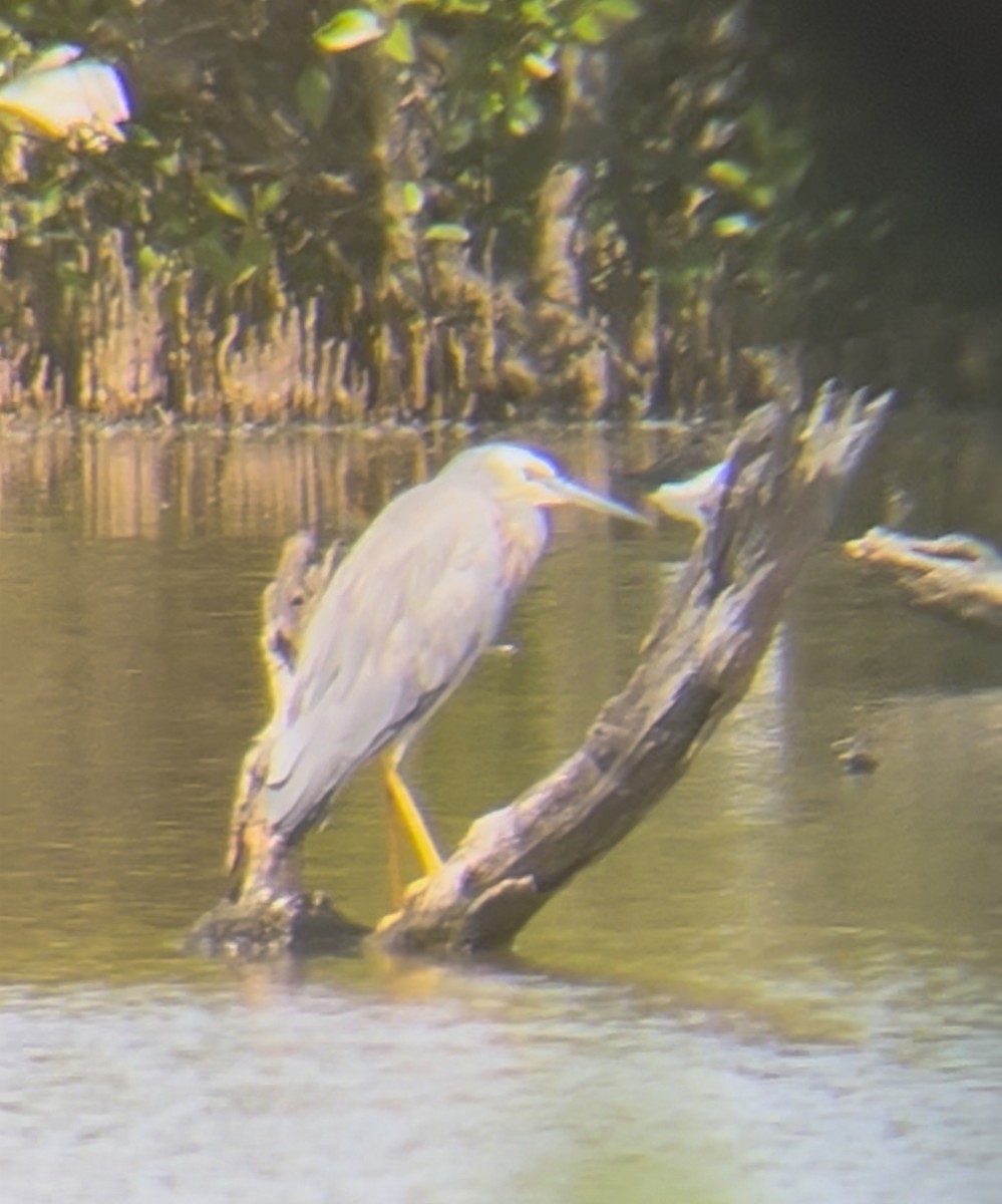 White-faced Heron - ML647542928