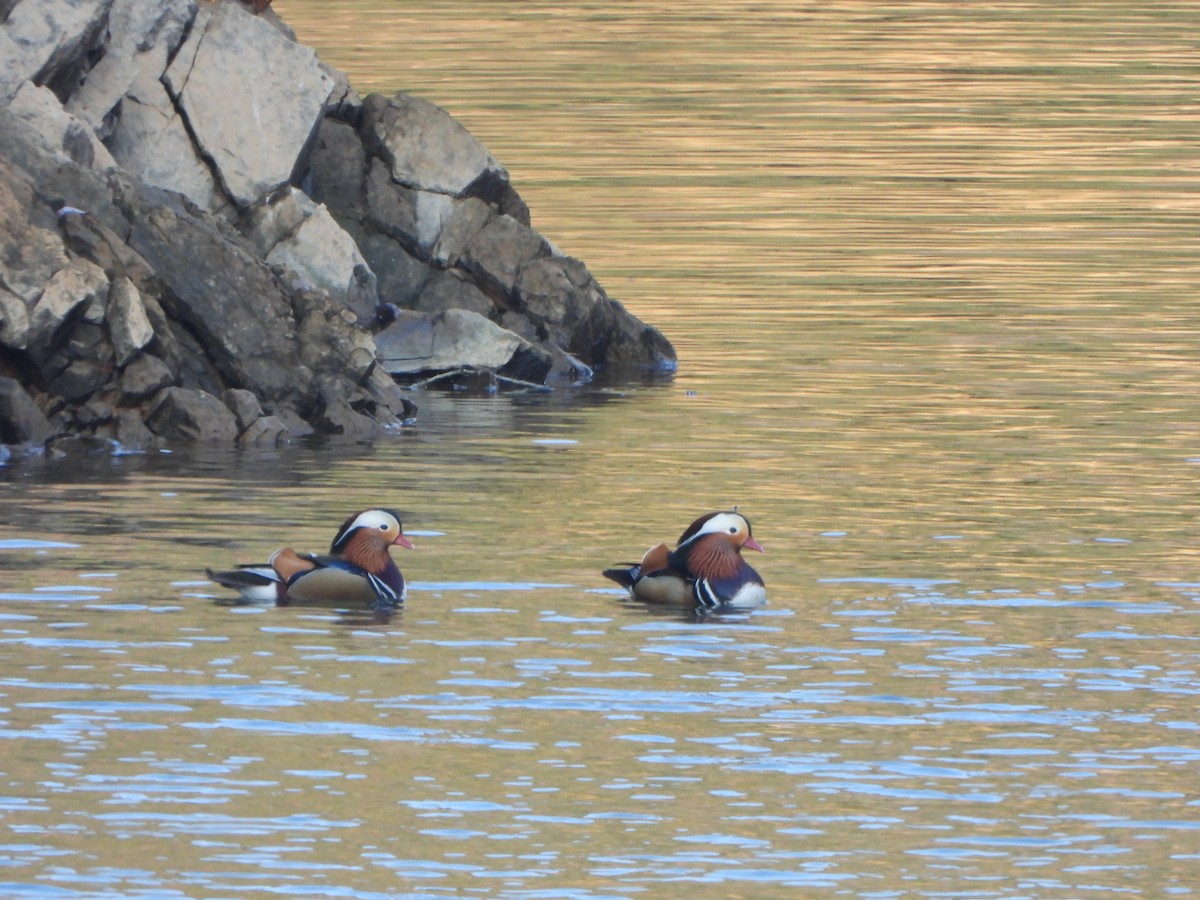 Mandarin Duck - ML647542929