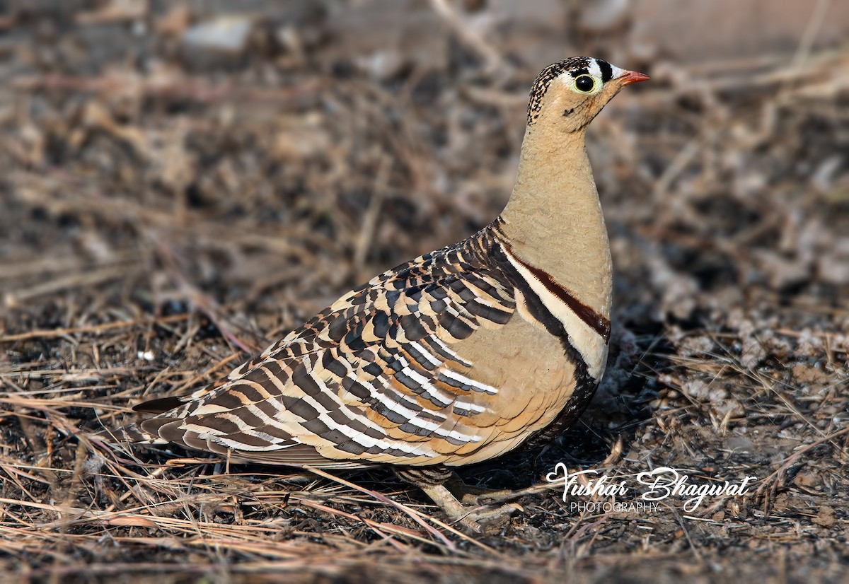 Painted Sandgrouse - ML647542930