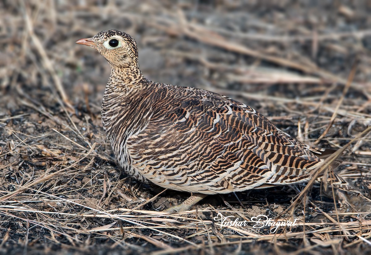 Painted Sandgrouse - ML647542931