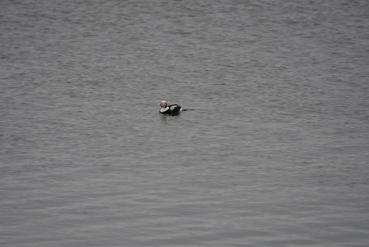 Long-tailed Duck - ML647542932