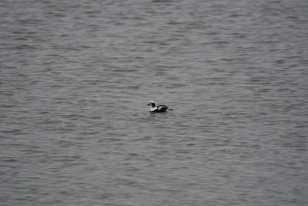 Long-tailed Duck - ML647542933