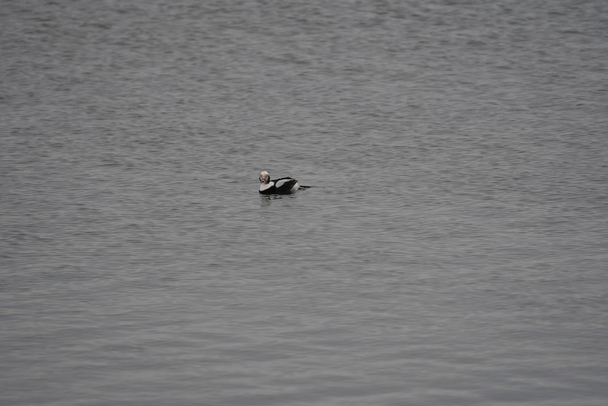 Long-tailed Duck - ML647542934