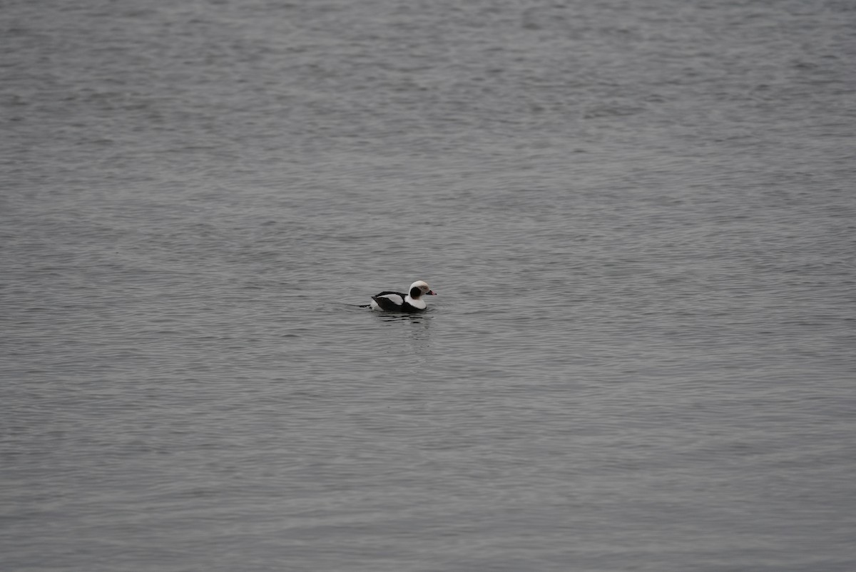 Long-tailed Duck - ML647542935