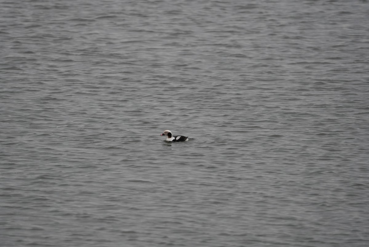 Long-tailed Duck - ML647542936