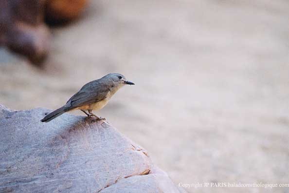 Gray Shrikethrush - ML647542937