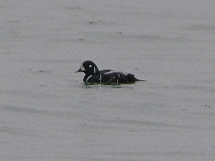 Harlequin Duck - ML647542938