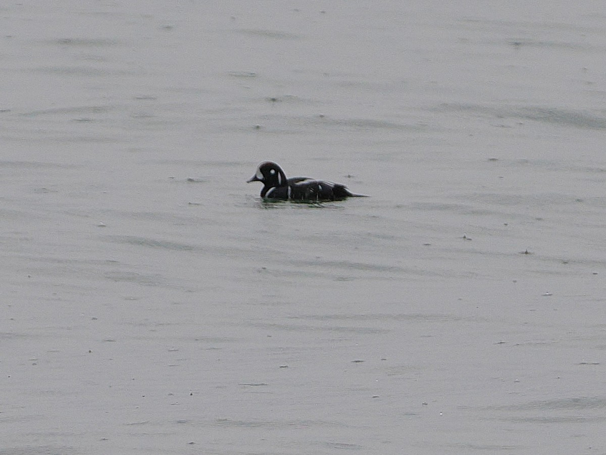 Harlequin Duck - ML647542940
