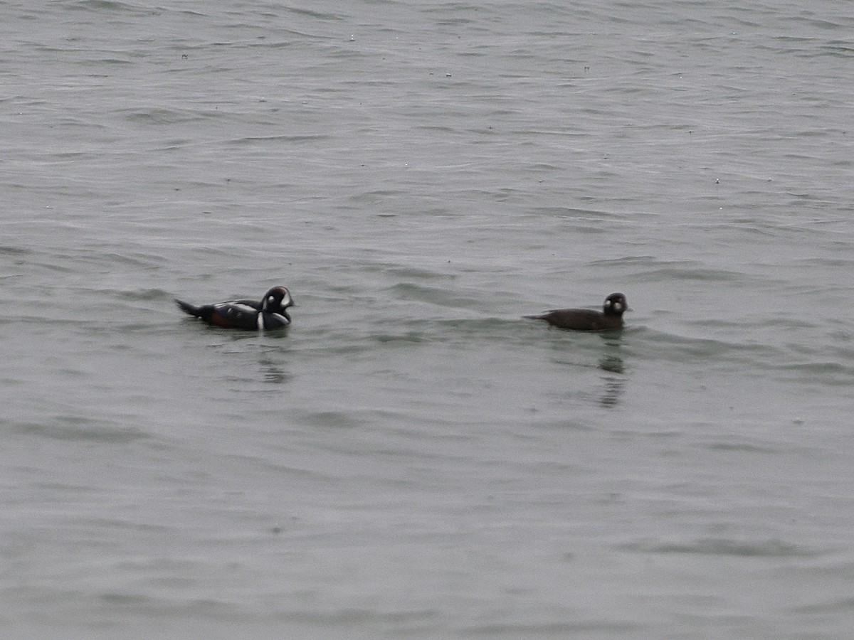 Harlequin Duck - ML647542941
