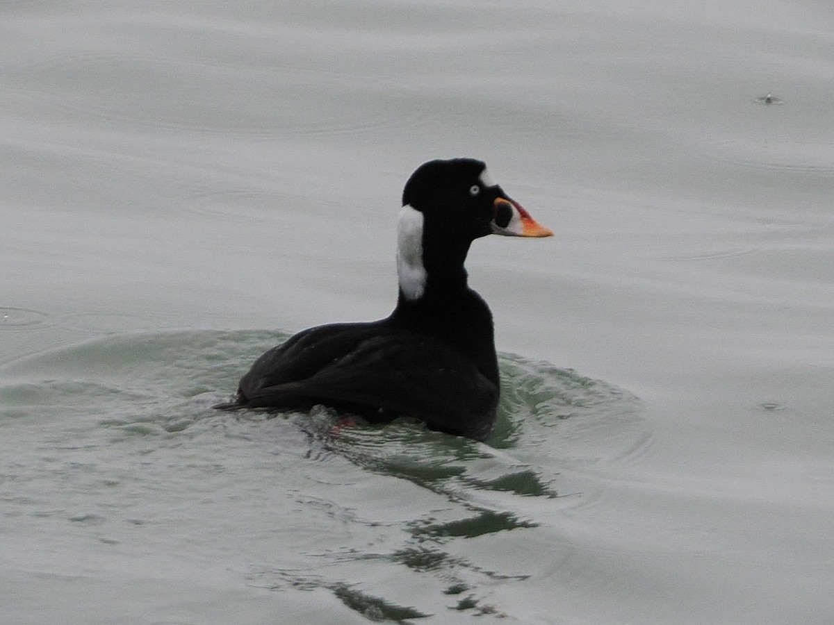 Surf Scoter - ML647542944