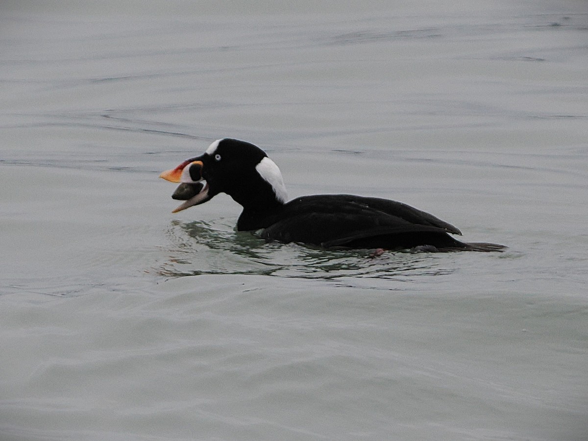 Surf Scoter - ML647542945