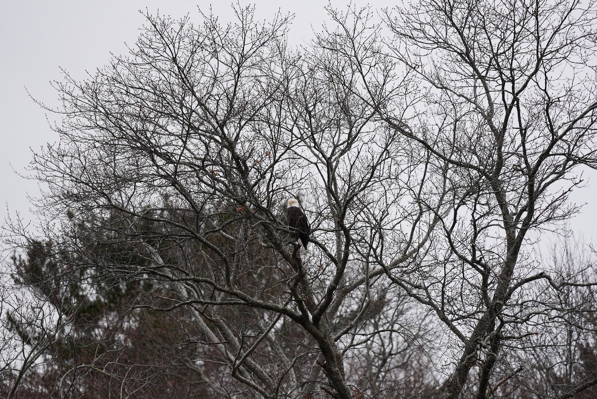 Bald Eagle - ML647542946
