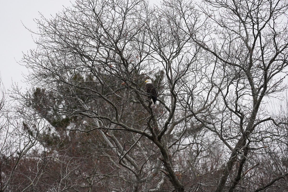 Bald Eagle - ML647542947