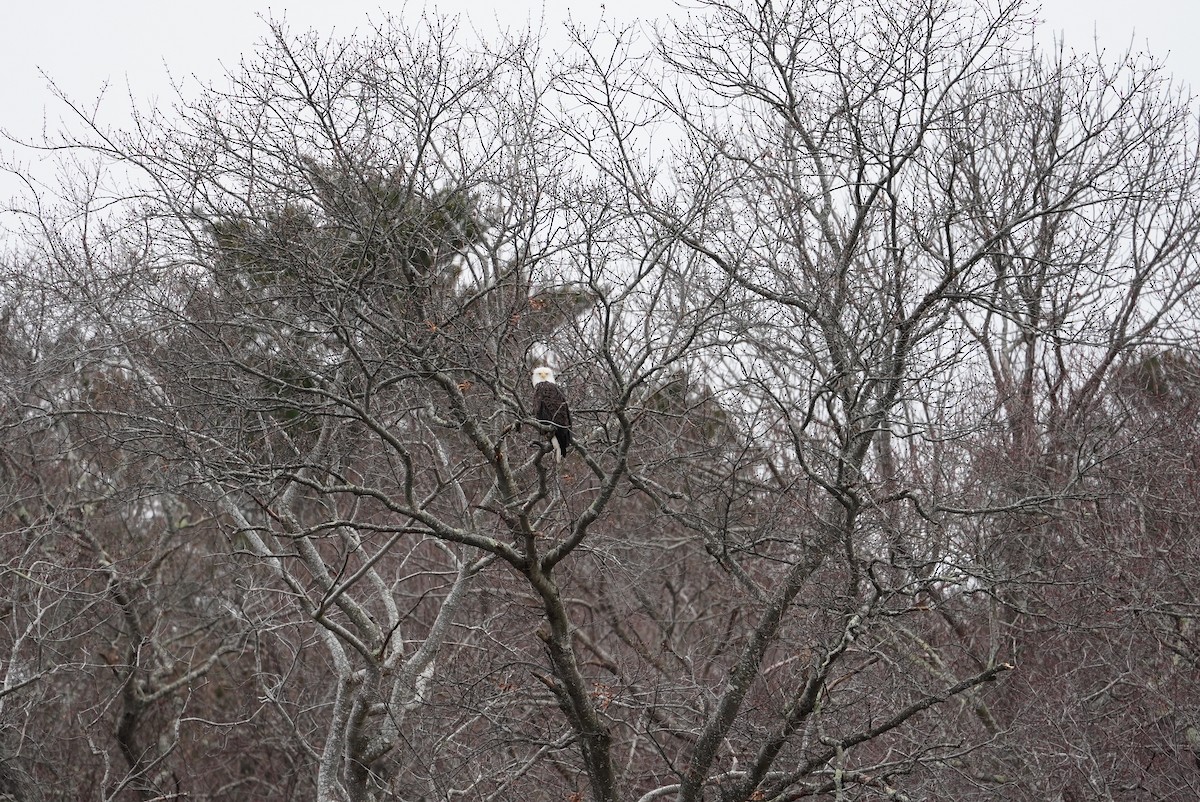 Bald Eagle - ML647542948