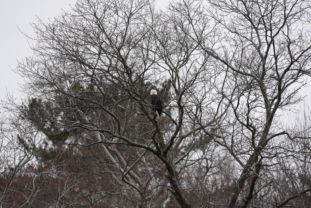 Bald Eagle - ML647542949