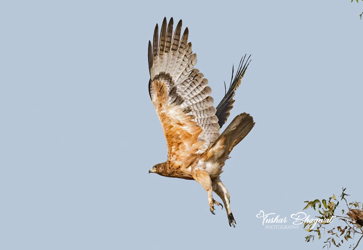 Bonelli's Eagle - ML647542950