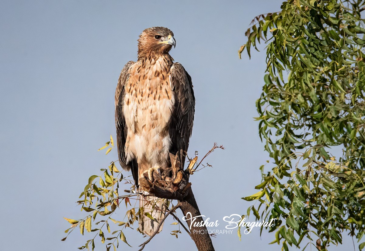 Tavşancıl - ML647542951