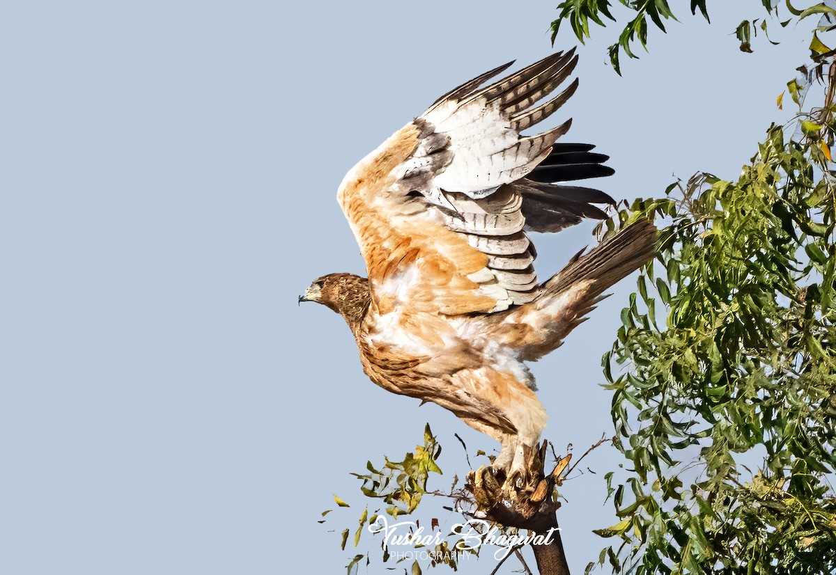 Tavşancıl - ML647542952