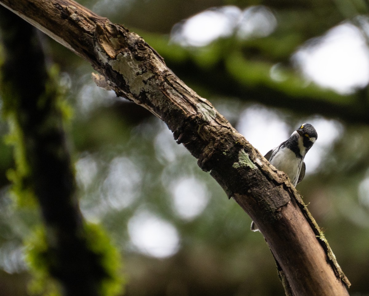 Kara Şeritli Ötleğen - ML647542953