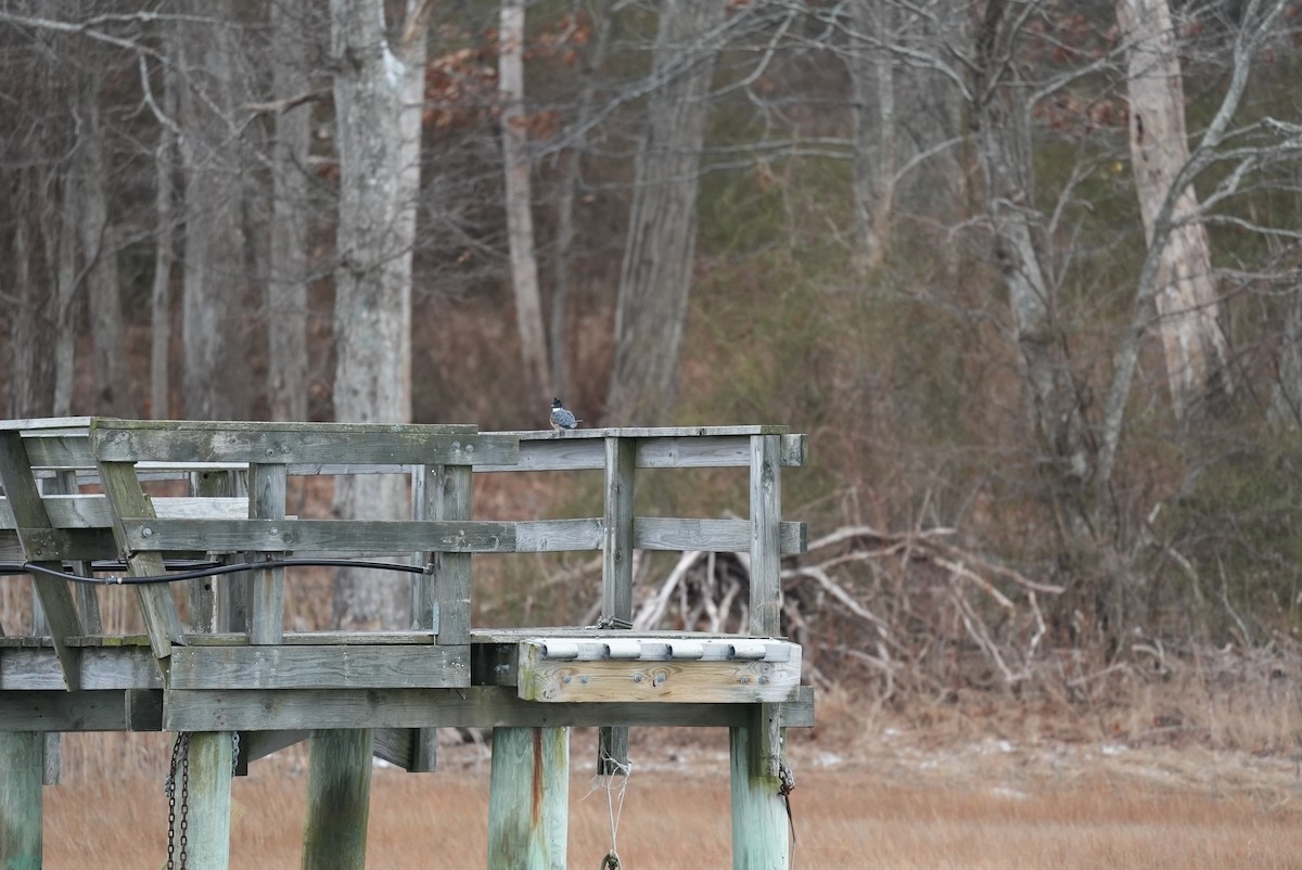 Kuşaklı Yalıçapkını - ML647542954