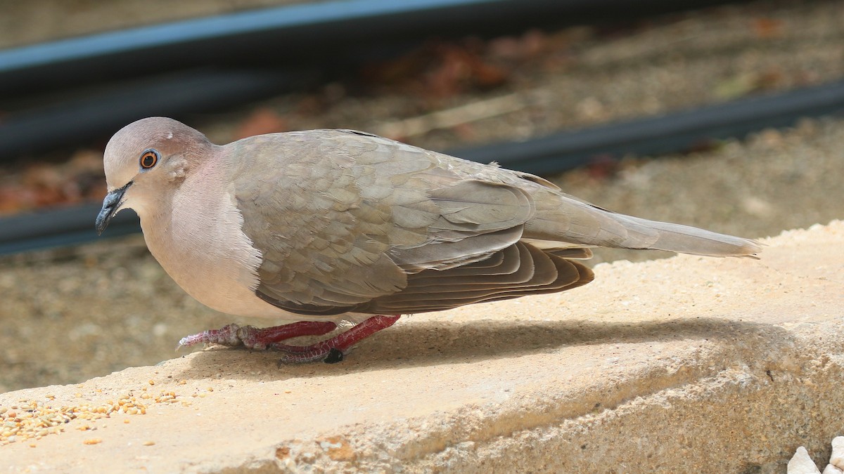 Mavi Halkalı Kumru - ML647542955