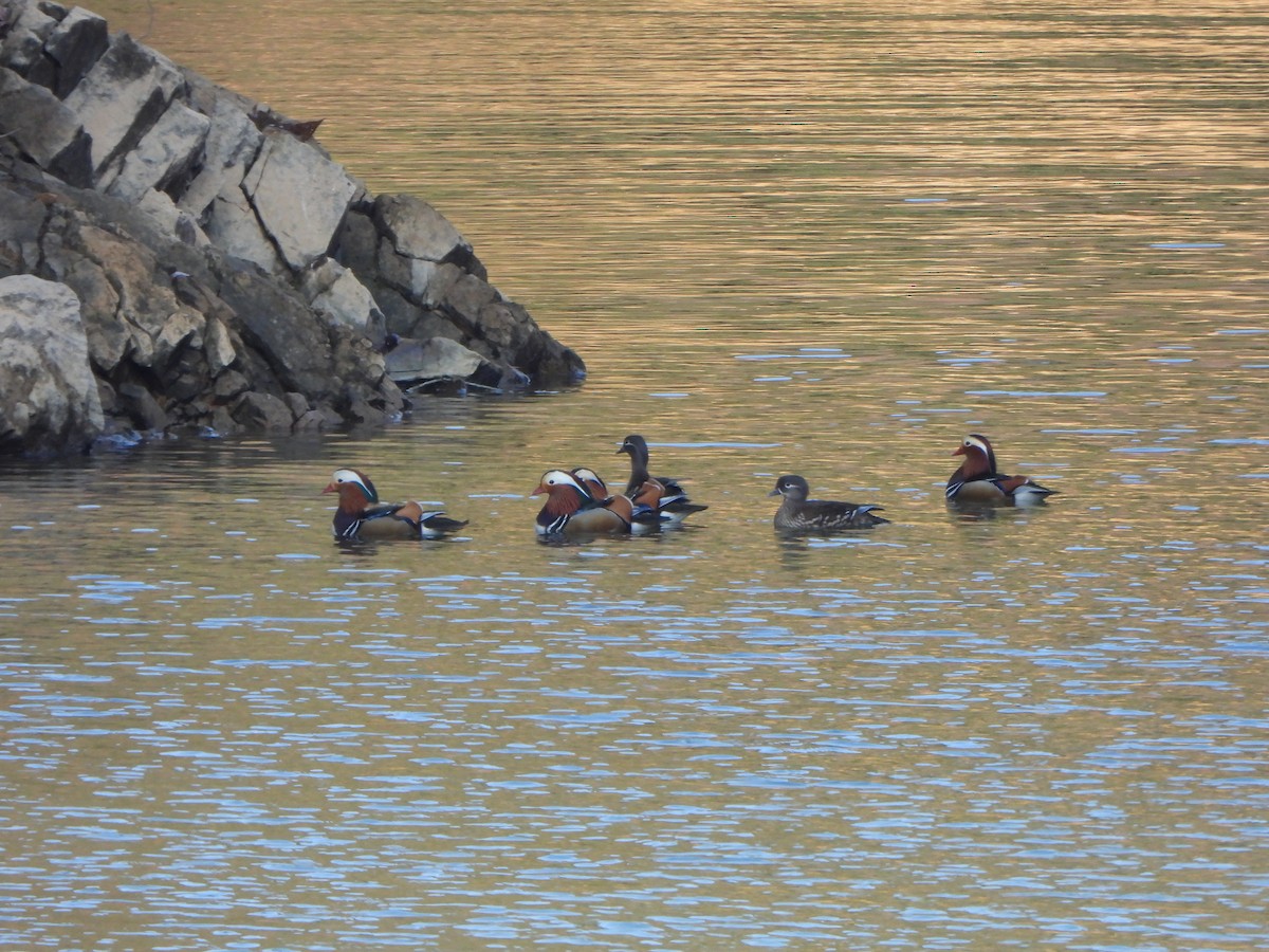 Mandarin Ördeği - ML647542957