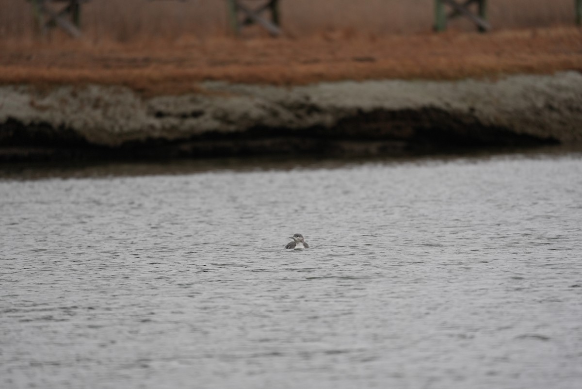 Buz Dalgıcı - ML647542958