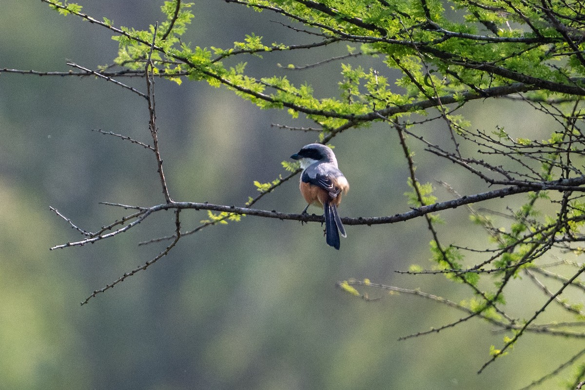 Uzun Kuyruklu Örümcekkuşu - ML647542961