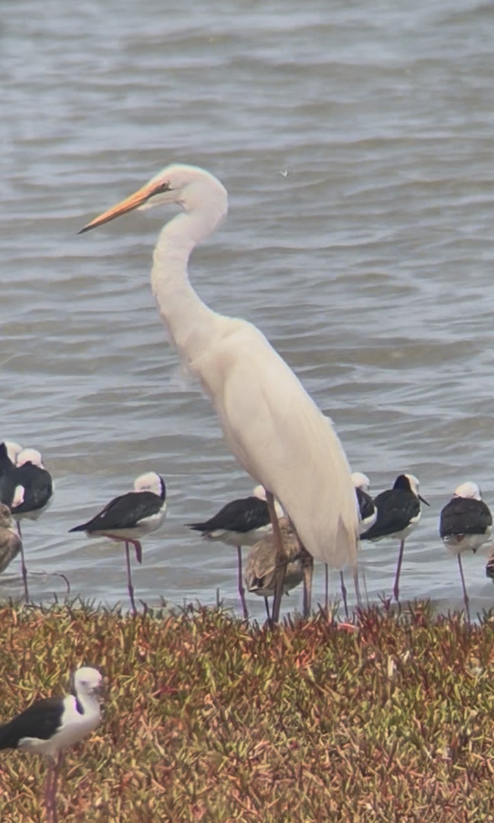 Büyük Ak Balıkçıl - ML647542962