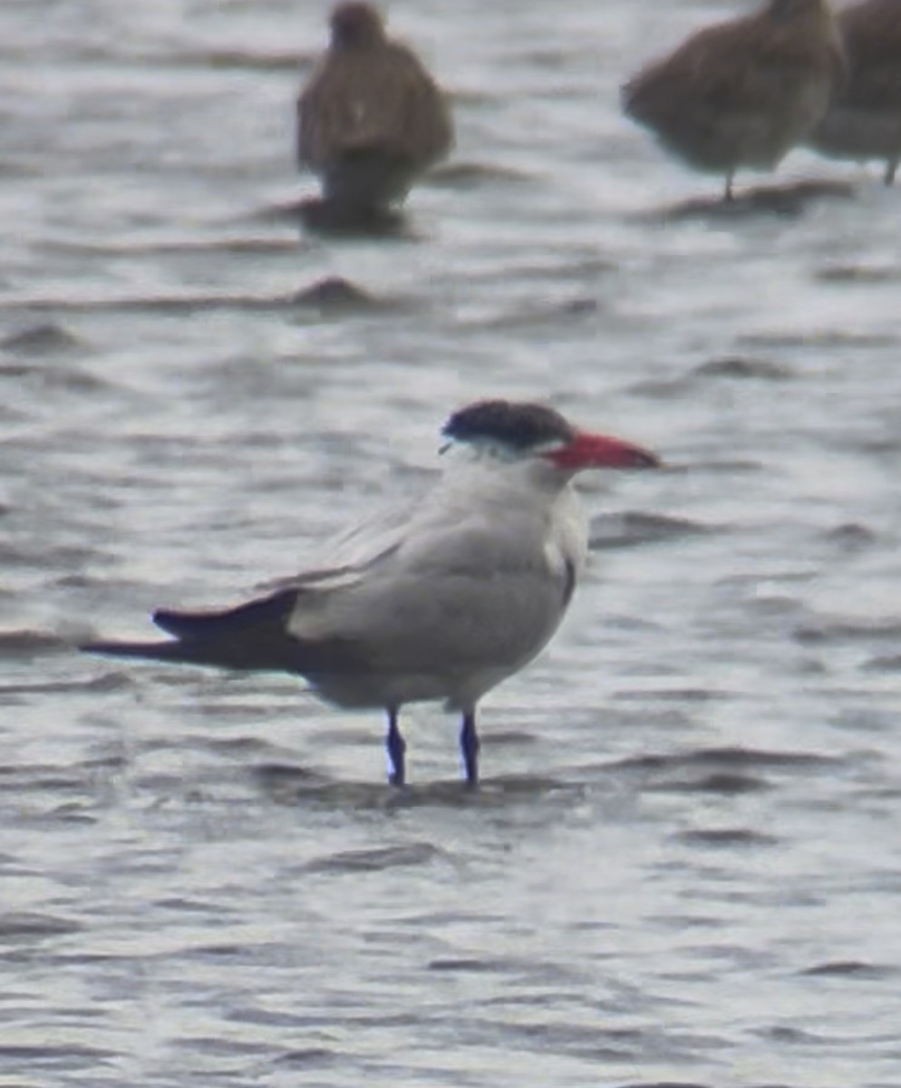 Hazar Sumrusu - ML647542964