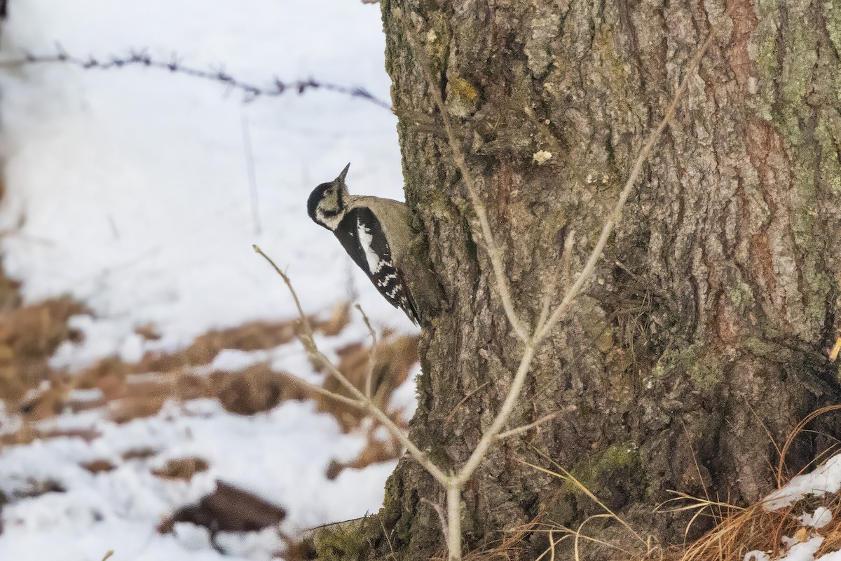 ヒマラヤアカゲラ - ML647542968