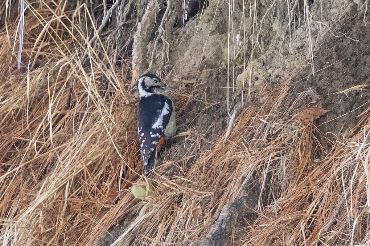 ヒマラヤアカゲラ - ML647542969