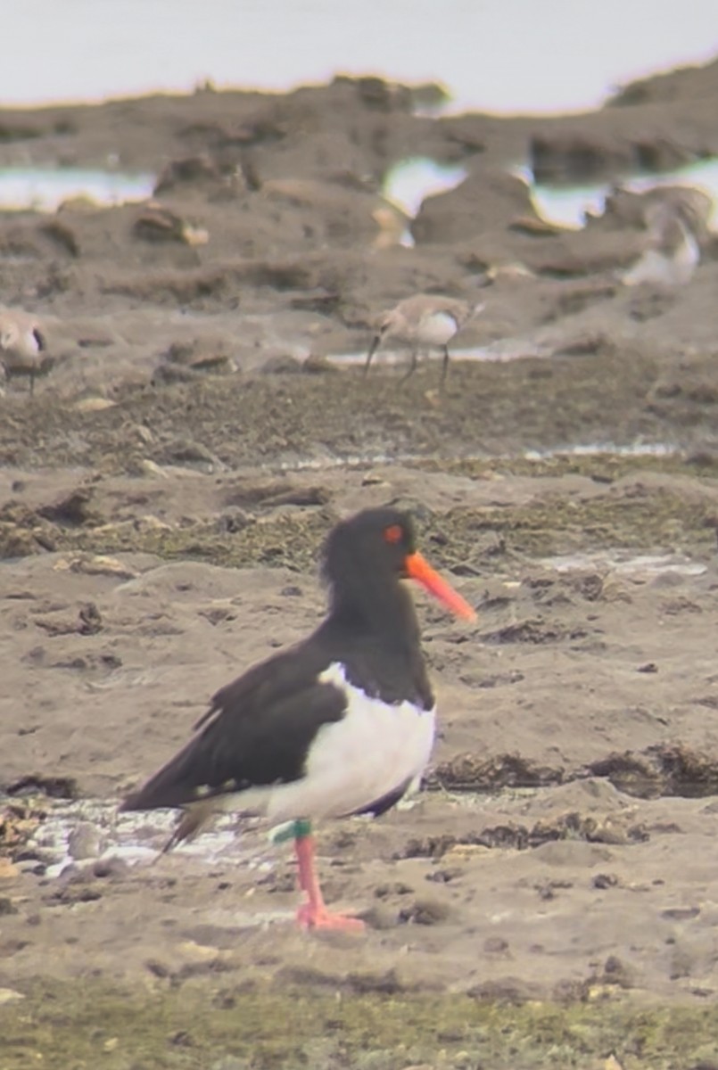 オーストラリアミヤコドリ - ML647542970