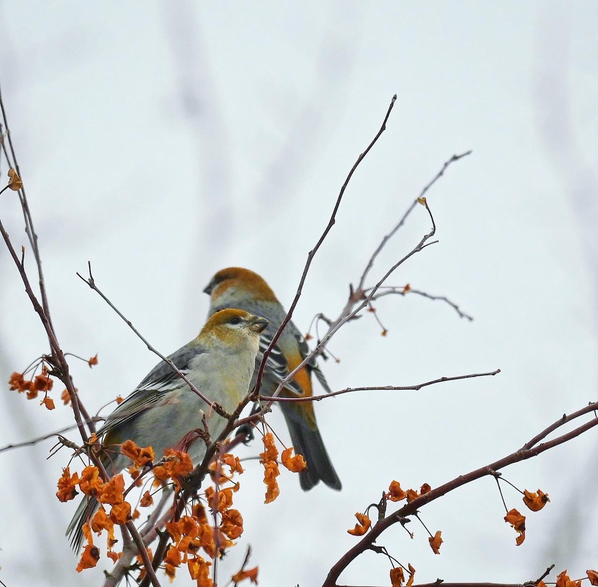 ギンザンマシコ - ML647542972