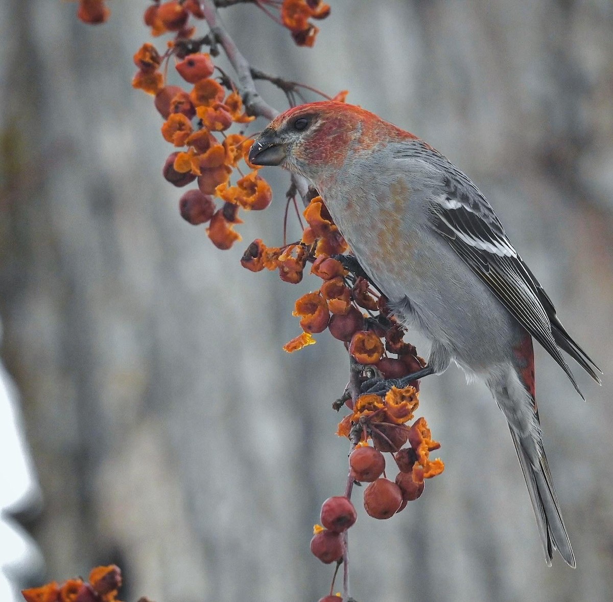 ギンザンマシコ - ML647542973