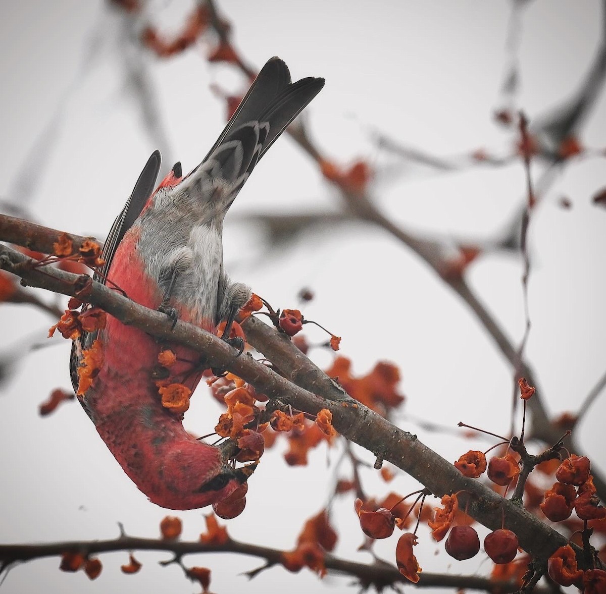 ギンザンマシコ - ML647542974