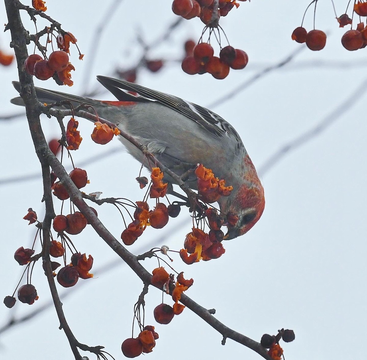 ギンザンマシコ - ML647542975