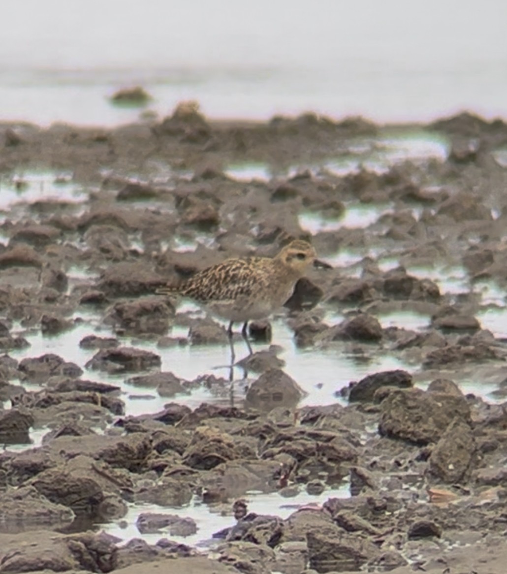 ムナグロ - ML647542976