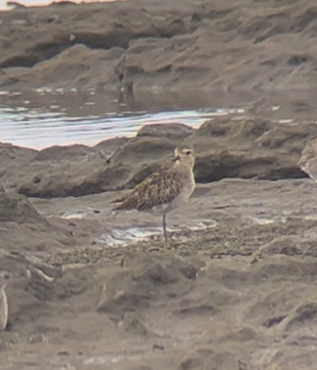 ムナグロ - ML647542977