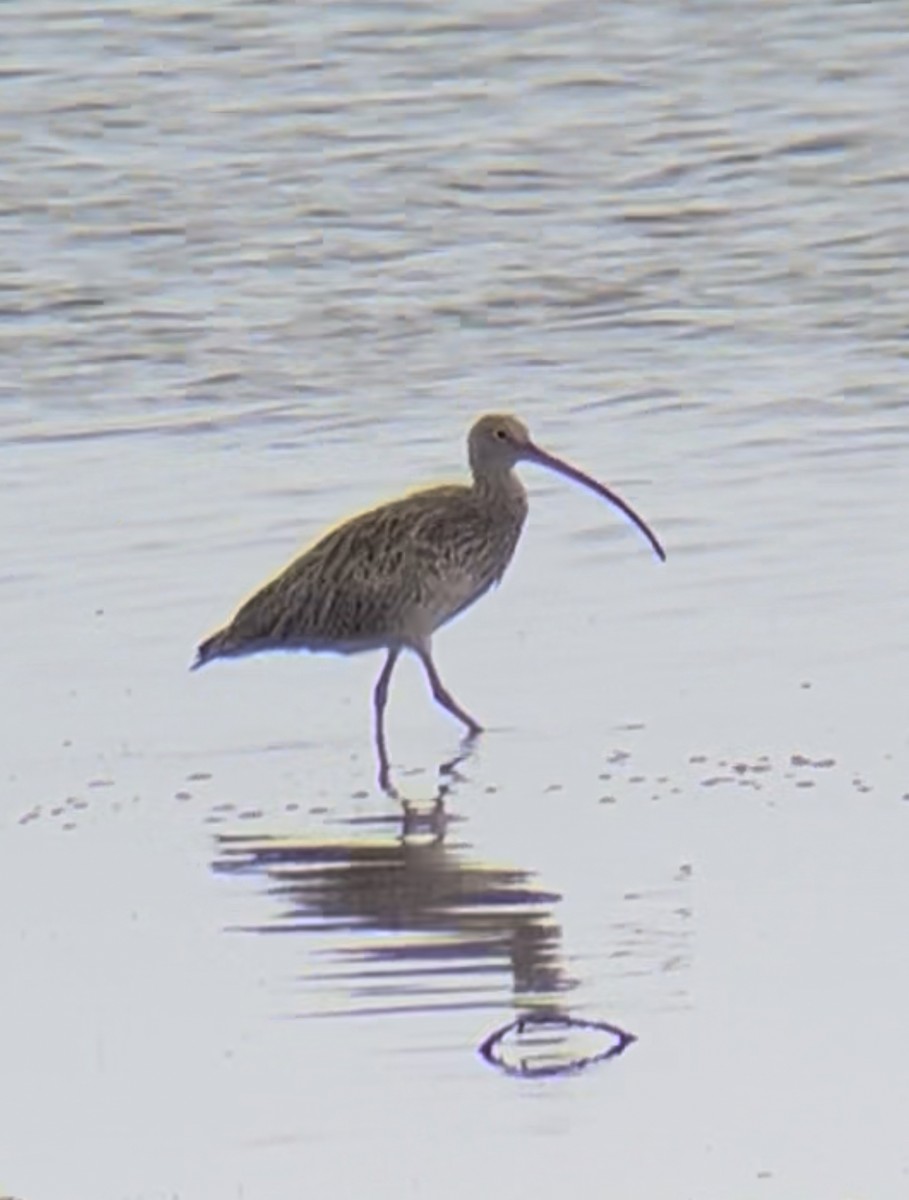 ホウロクシギ - ML647542978