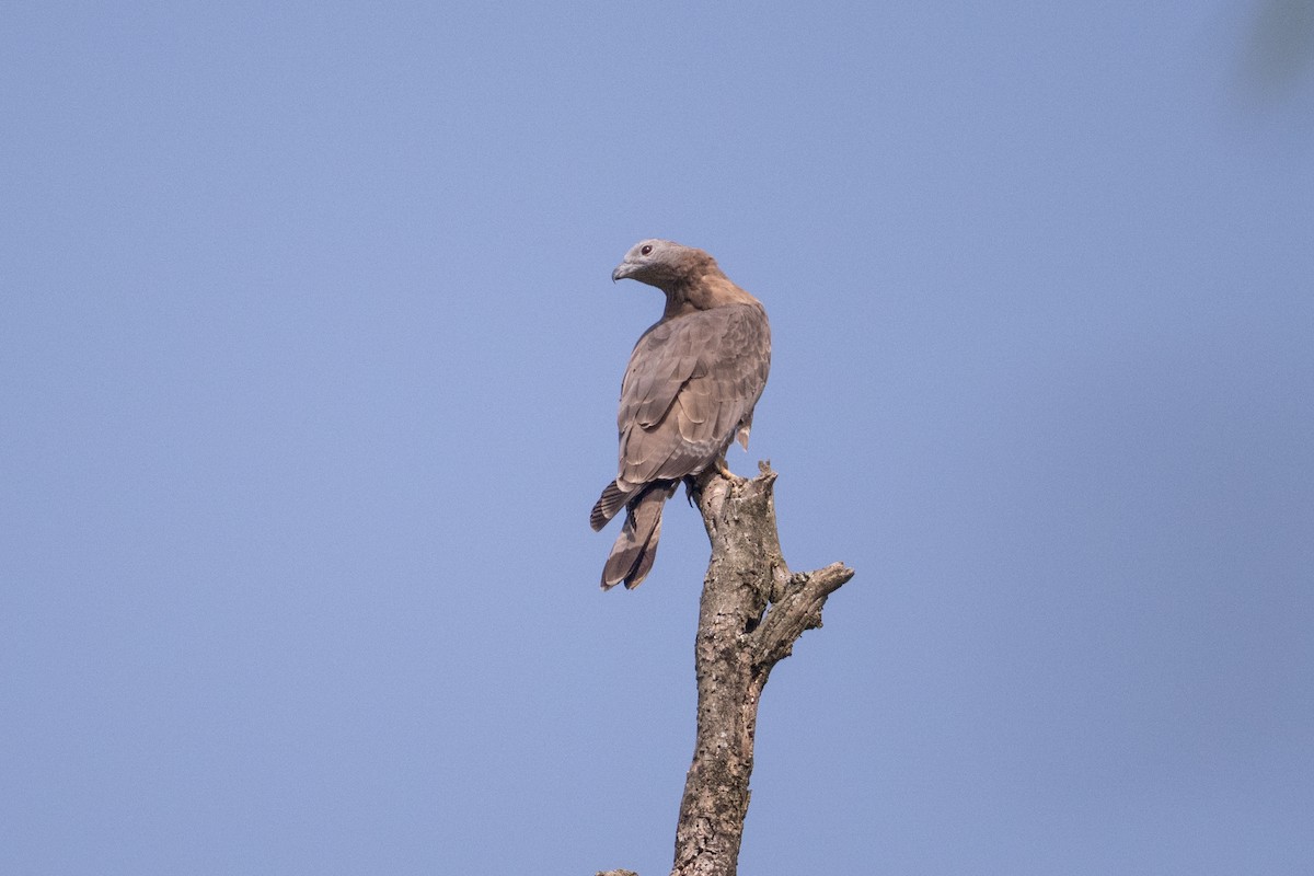 ハチクマ - ML647542979