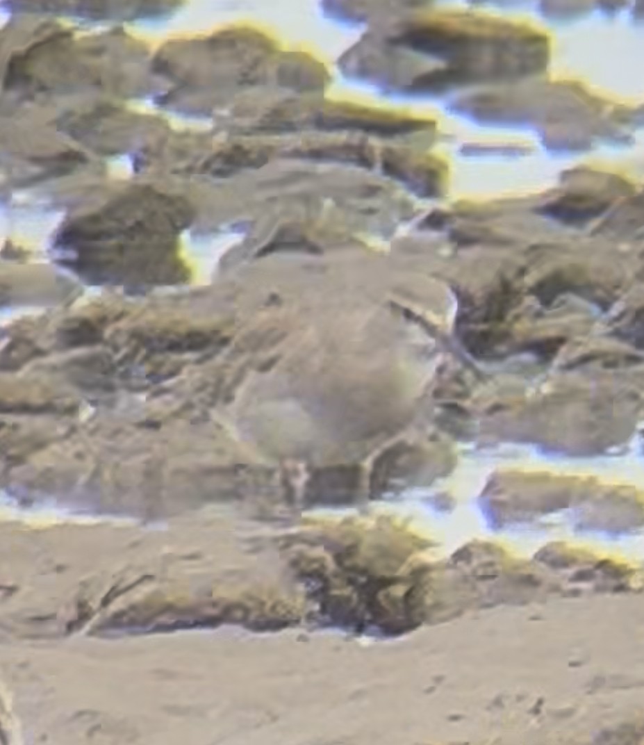 キアシシギ - ML647542981