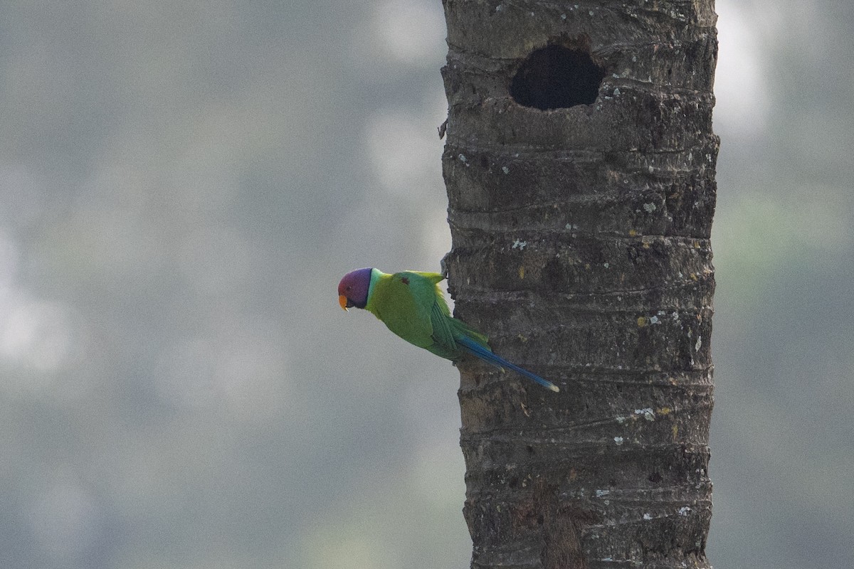 コセイインコ - ML647542982