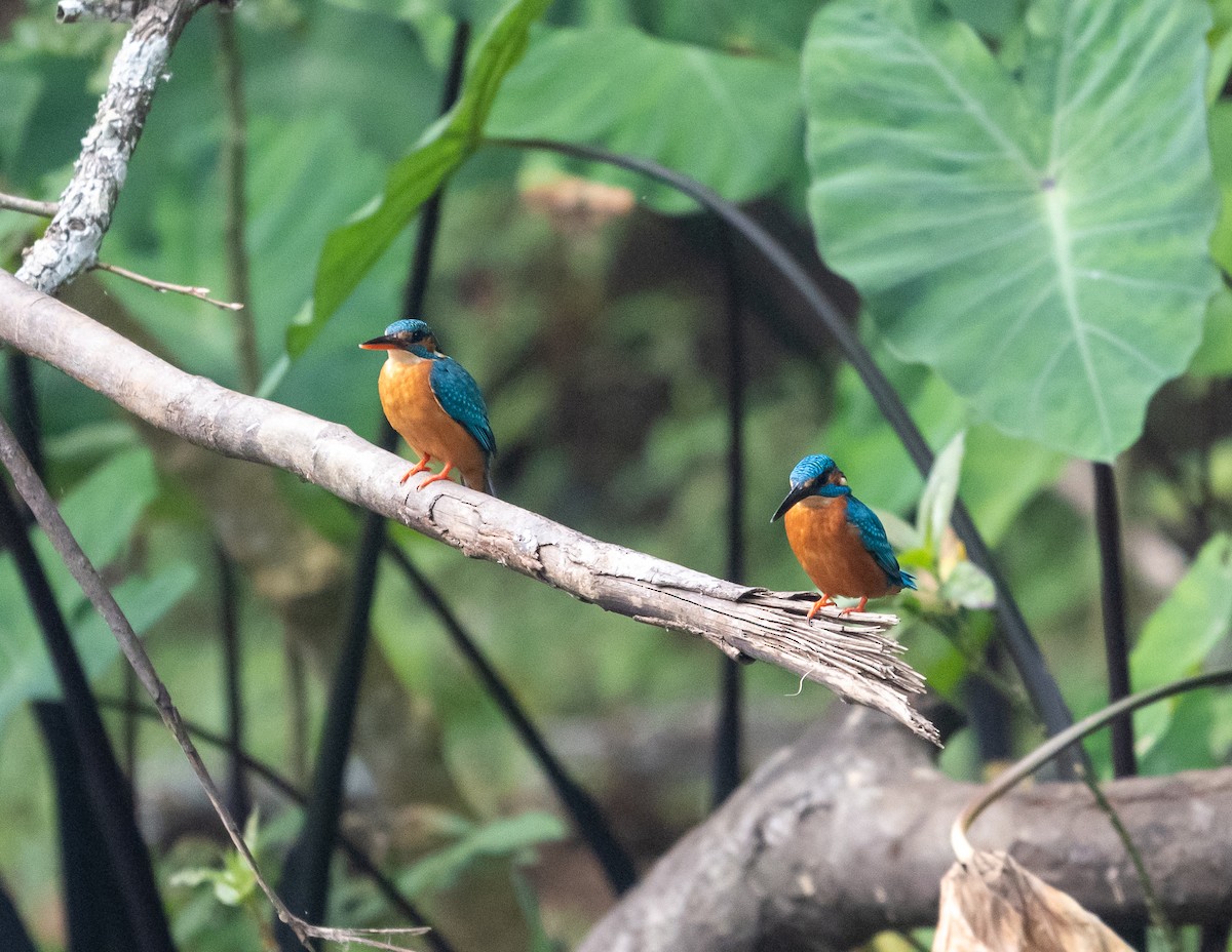 カワセミ - ML647542983